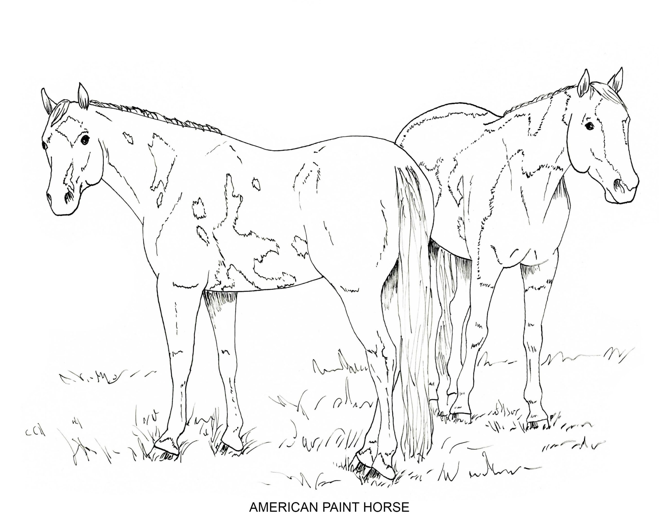 PRINTABLE Set Of 10 Horse Breed Coloring Pages 2 Digital Download Etsy Ireland
